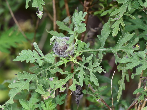 Ragweed Gall Midge