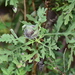 Asphondylia ambrosiae - Photo (c) Jay L. Keller, כל הזכויות שמורות, הועלה על ידי Jay L. Keller