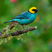 Saffron-crowned Tanager - Photo (c) Joao Quental, all rights reserved, uploaded by Joao Quental