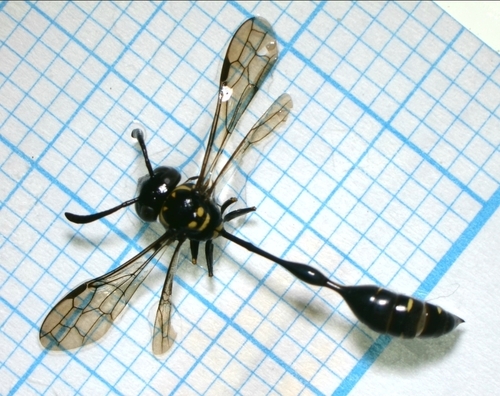 Parischnogaster striatula thumbnail