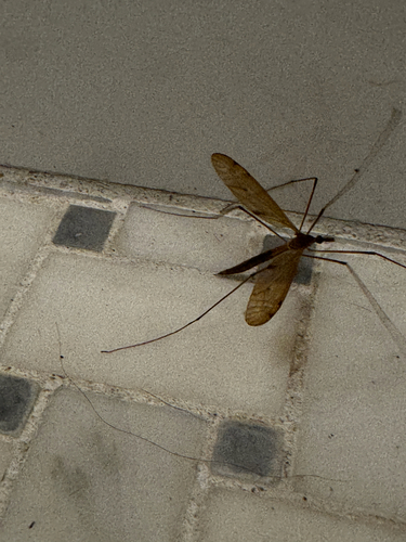 Unknown species found near Woodholm Ln, Manchester, MA, US