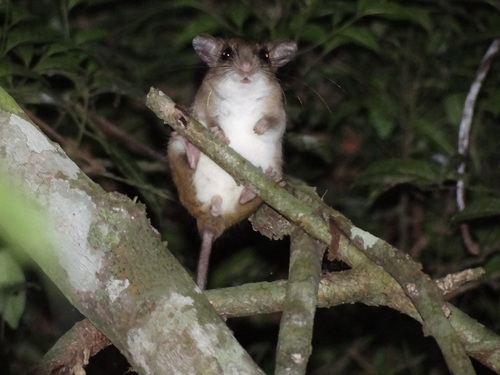 Tribe's Climbing Mouse (Rhipidomys tribei) — Data Deficient Mammalia