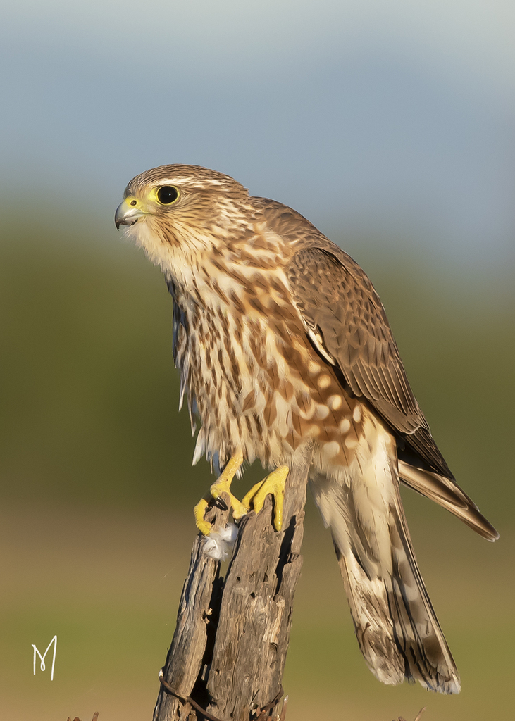 Merlin (Falco columbarius) erkennen — Foto, Gesang und Steckbrief der Vogelart