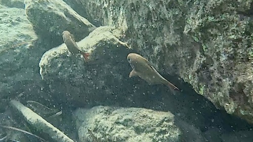 Pempheris rhomboidea