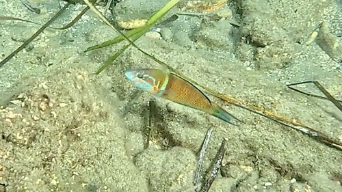 Thalassoma pavo