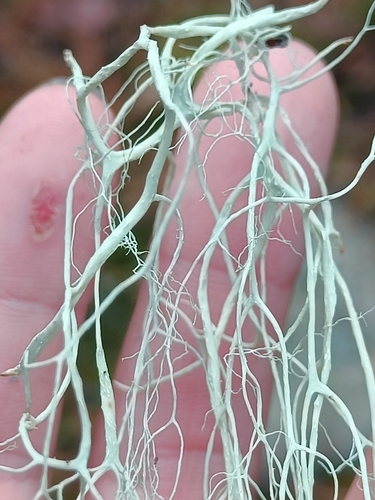 Witch's Hair