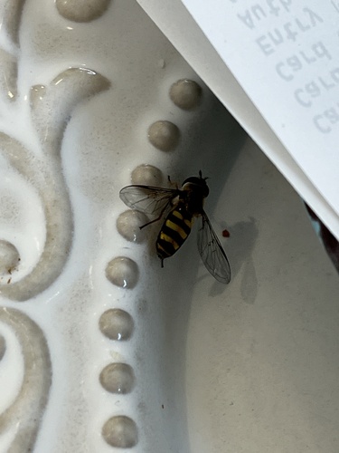 Unknown species found near Asbury Rd, Dubuque, IA, US