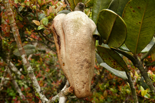 Allanblackia ulugurensis