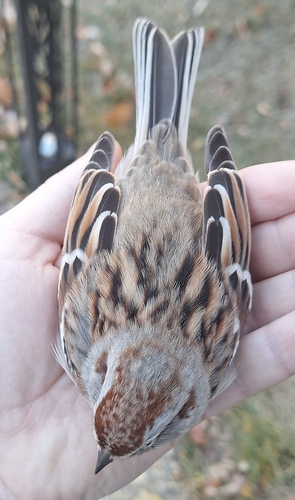 American Tree Sparrow