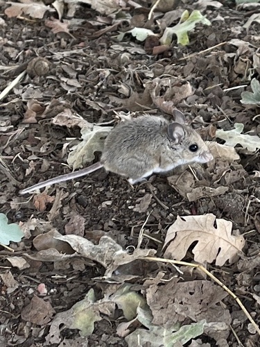 iNaturalist observation photo of Gambel's Deer Mouse