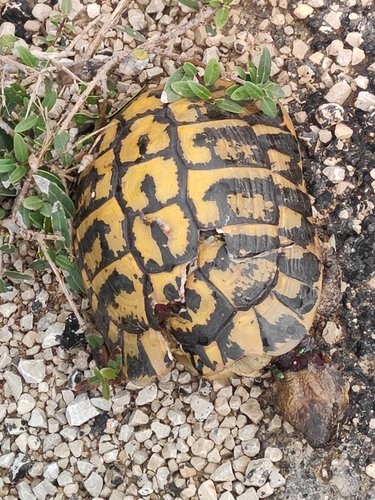 Testudo hermanni hermanni