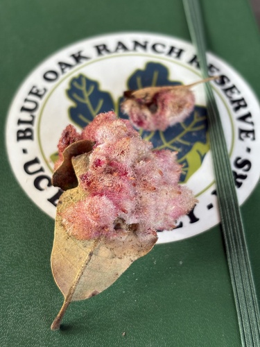 iNaturalist observation photo of Crystalline Gall Wasp