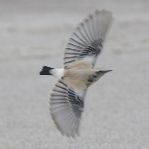 Desert Wheatear