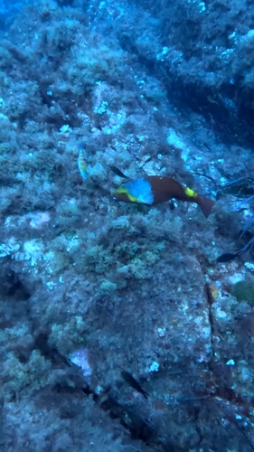 Sparisoma cretense