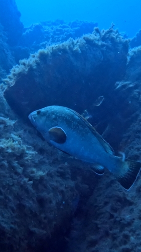Epinephelus marginatus