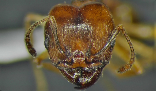 Pheidole geraesensisPheidole geraesensis