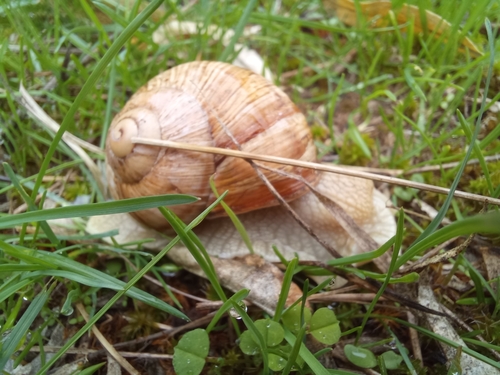 Roman Snail