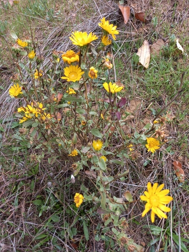 Curlycup Gumweed