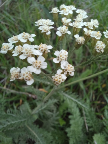 Hungarian yarrow