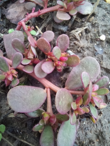 Common Purslane