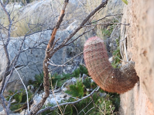 Texas rainbow cactus