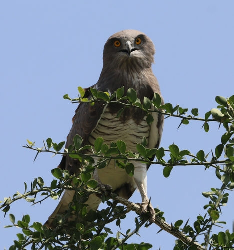 Beaudouin's Snake-Eagle