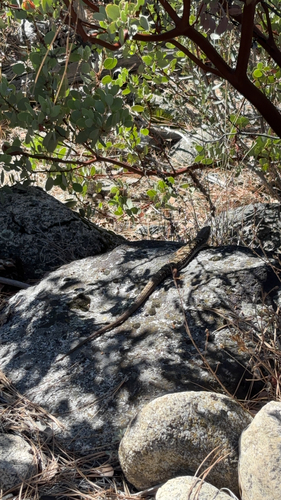 iNaturalist observation photo of Northern Alligator Lizard
