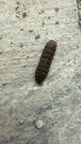 Unknown species found near Vermont St, Lawrence, KS, US