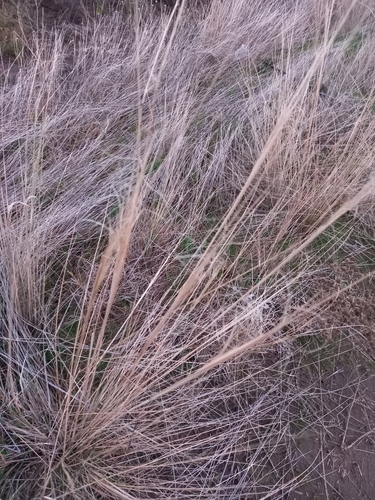 Dwarf Feather Grass