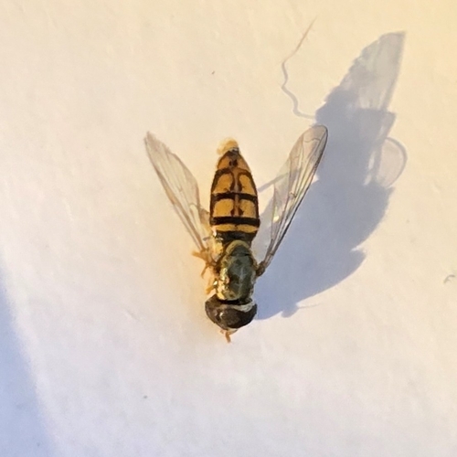 Unknown species found near Clinton, TN 37716, USA