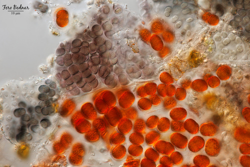 Asterocapsa