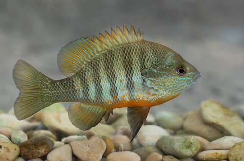 Plains Longear Sunfish