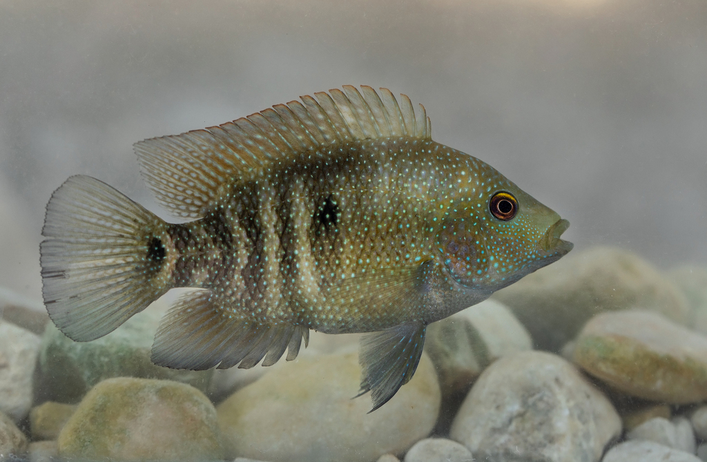 Texas Cichlid