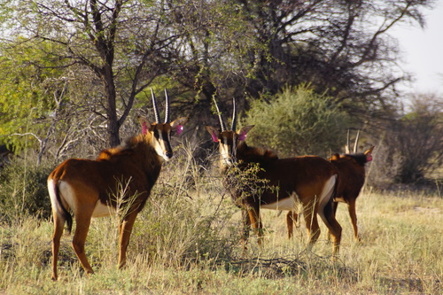Southern Sable Antelope