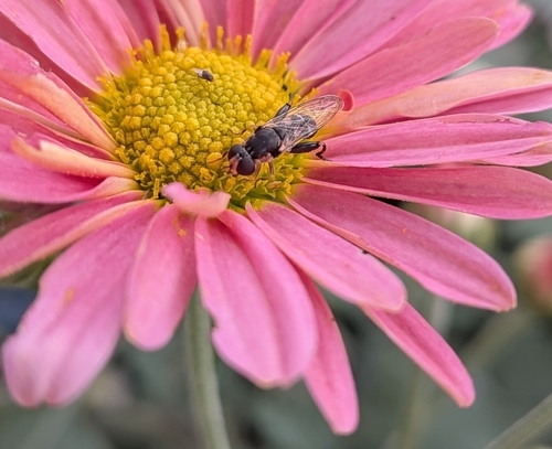 Unknown species found near Douglas County, US-KS, US