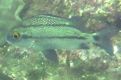 Image of Anisotremus surinamensis