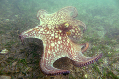 Image of Octopus insularis