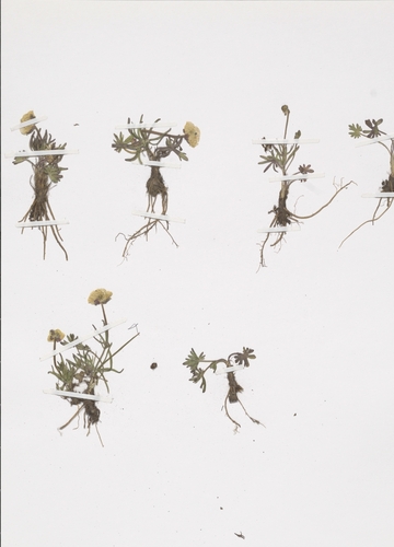 Eastwoods ranonkel (Ranunculus eastwoodianus)