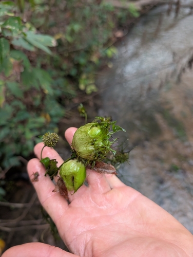 Unknown species found near Washington Township, MO, USA