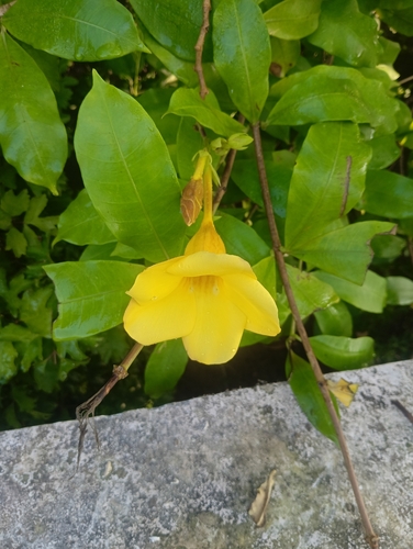 Golden Trumpet