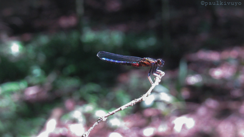 Dancing Jewel
