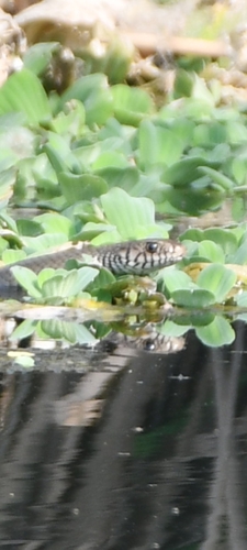 Oriental Rat Snake