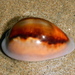 Chestnut Cowry - Photo (c) Jeff, all rights reserved, uploaded by Jeff