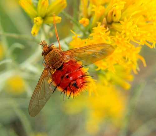 Unknown species found near Cody, WY 82414, USA