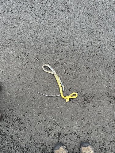 Common Tree Snake sighting