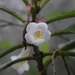 Cyrtandromoea sumatrana - Photo (c) Trey Sanders, todos los derechos reservados, subido por Trey Sanders