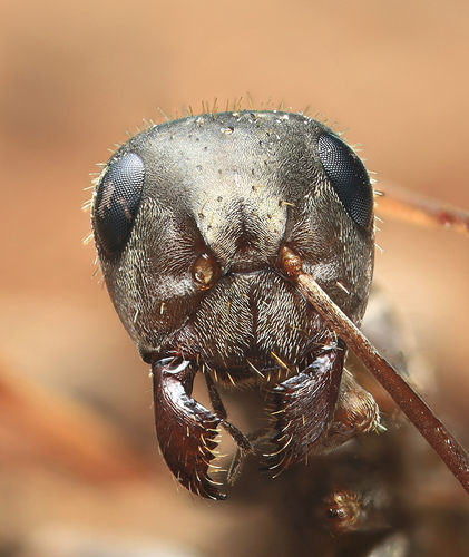 Formica cinerea