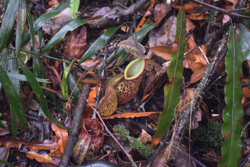 Nepenthes pectinata
