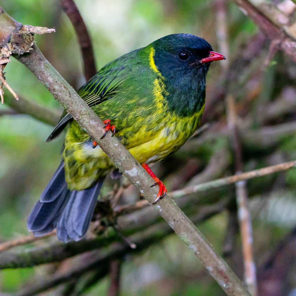 Green-and-black Fruiteater photo