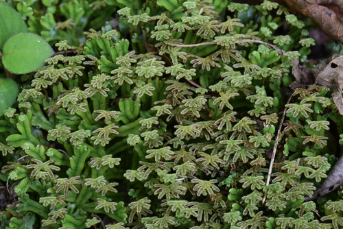 Marchantia treubii